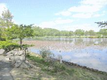 「鶴の湯温泉」の向いにある池